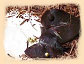 Schwarzwlder Kirschtorte